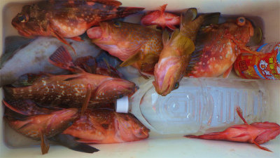 キジハタ・ウッカリカサゴ