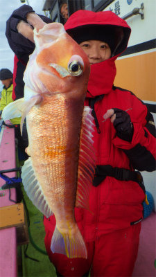 アマダイ(アカアマダイ)