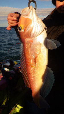 アマダイ(アカアマダイ)