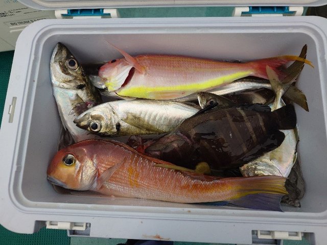 マハタ・マルアジ・カイワリ・アマダイ(アカアマダイ)・イトヨリ(イトヨリダイ)