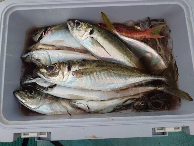 マアジ・マルアジ