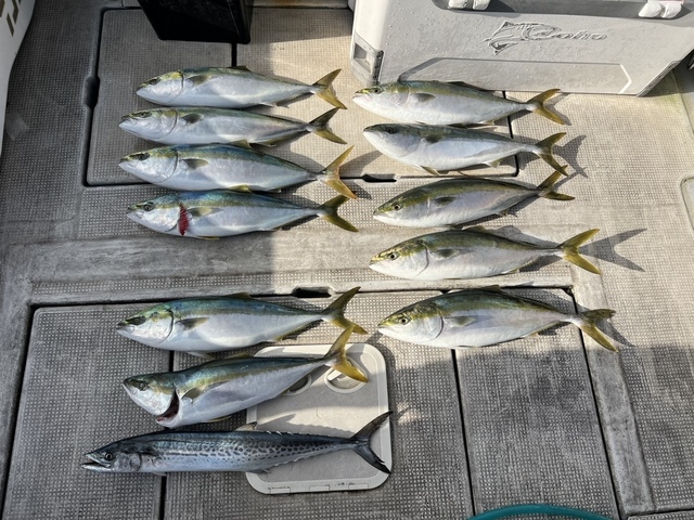 メジロ(ブリ)・サワラ