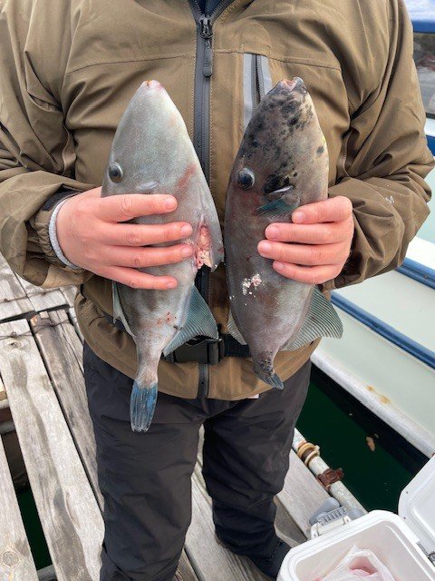 ウマヅラ(ウマヅラハギ)