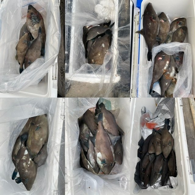 ウマヅラ(ウマヅラハギ)