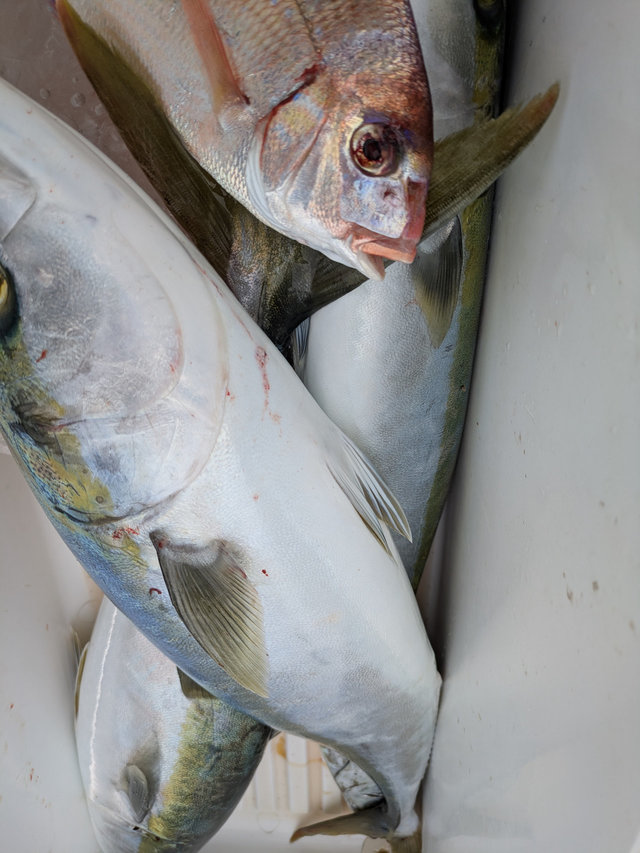 マダイ・ワラサ(ブリ)