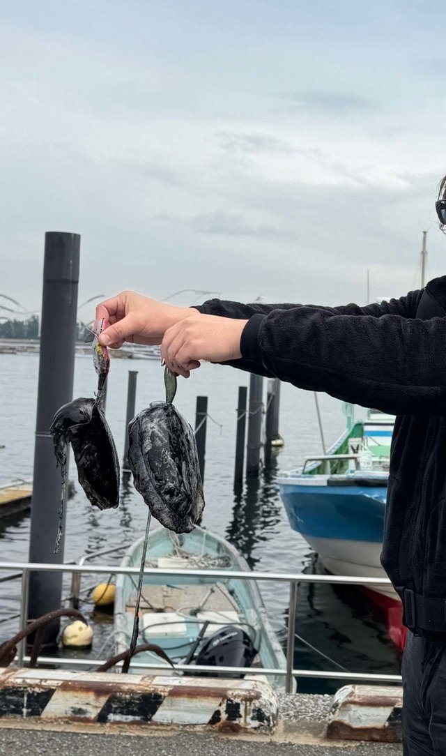 モンゴウイカ(カミナリイカ)