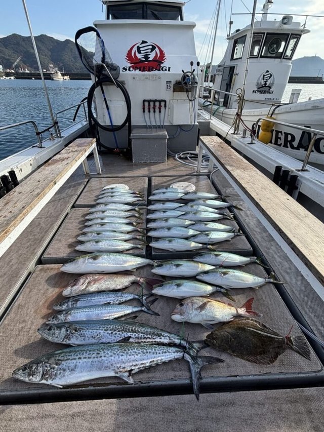 マダイ・ブリ・サワラ・サゴシ(サワラ)・ヒラメ