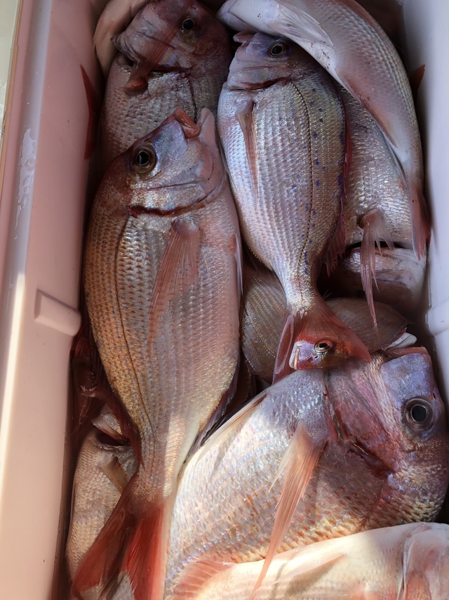 ハナダイ(チダイ)