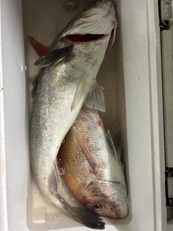 マダイ・スズキ