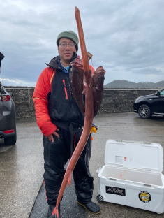 ヤガラ(アカヤガラ)