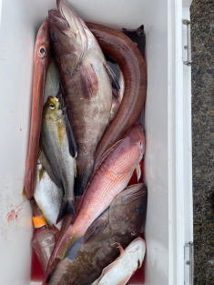 マハタ・イサキ・ヤガラ(アカヤガラ)