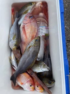 マダイ・キダイ・イサキ・ヤガラ(アカヤガラ)