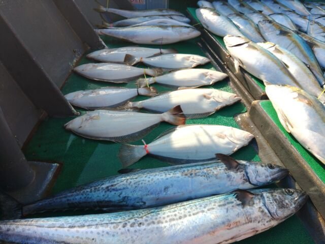 ヒラマサ・サワラ・ヒラメ