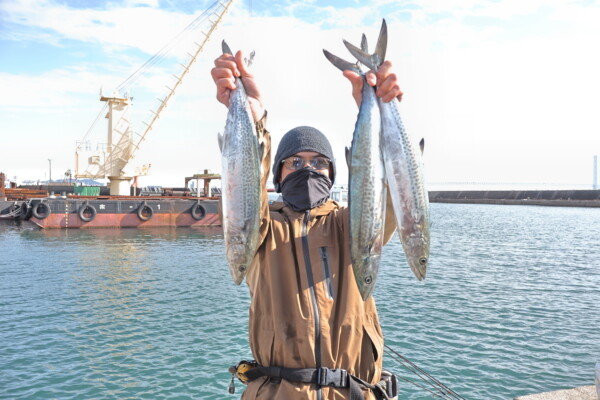 サゴシ(サワラ)