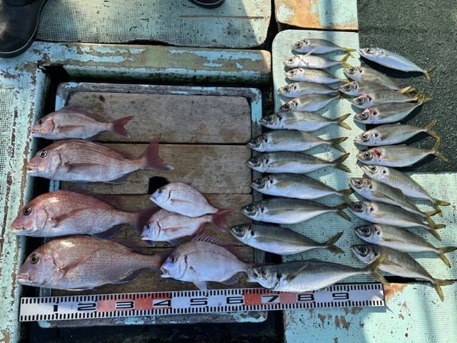 マダイ・チダイ・マアジ