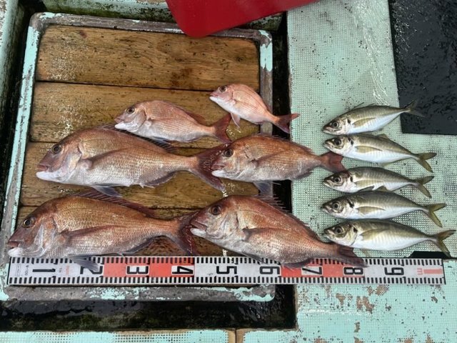 マダイ・マアジ