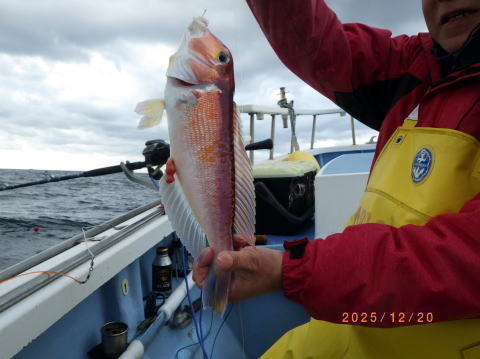 アマダイ(アカアマダイ)