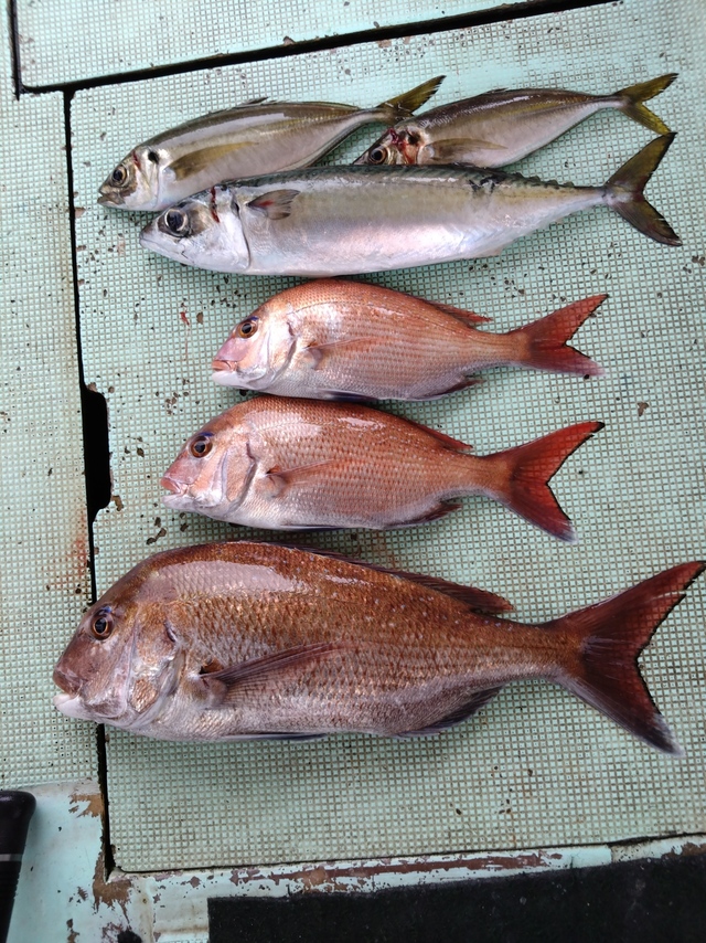 タイ(マダイ)・アジ(マアジ)・サバ(マサバ)