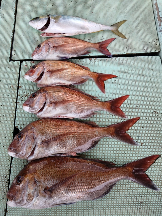 タイ(マダイ)・ハマチ(ブリ)