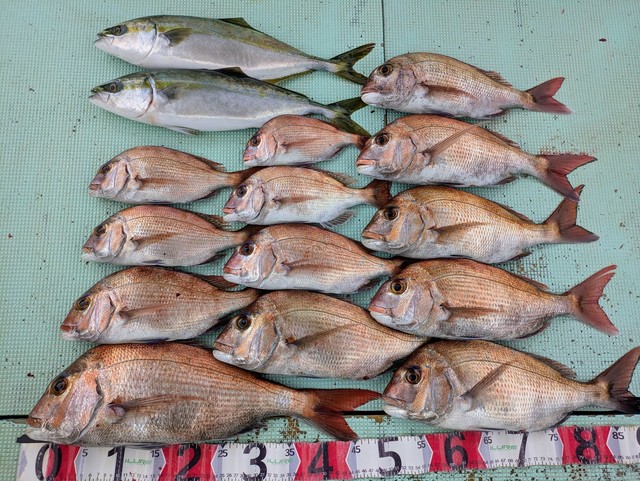 タイ(マダイ)・ハマチ(ブリ)