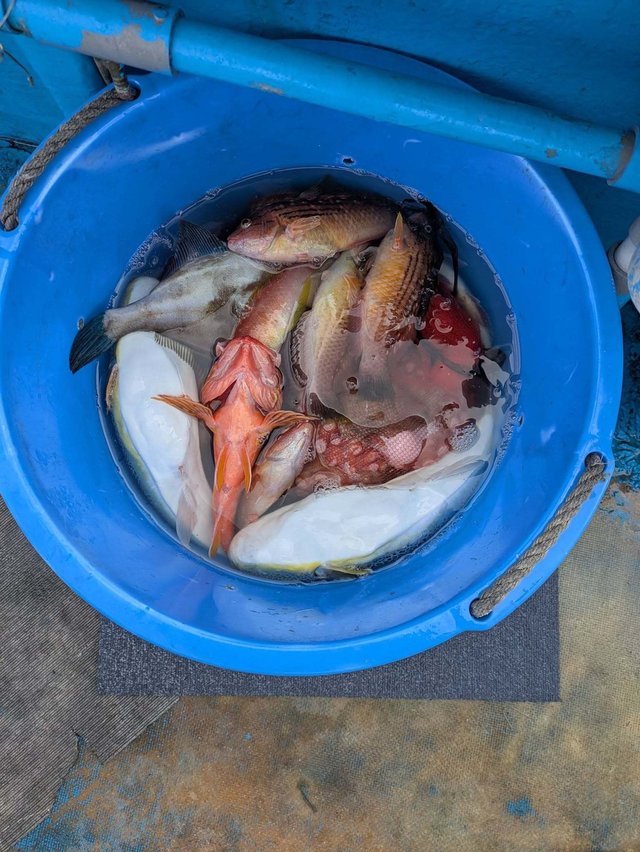 マダイ・ハナダイ(チダイ)・カサゴ・ヒラメ・ウマヅラハギ・ショウサイフグ・マダコ