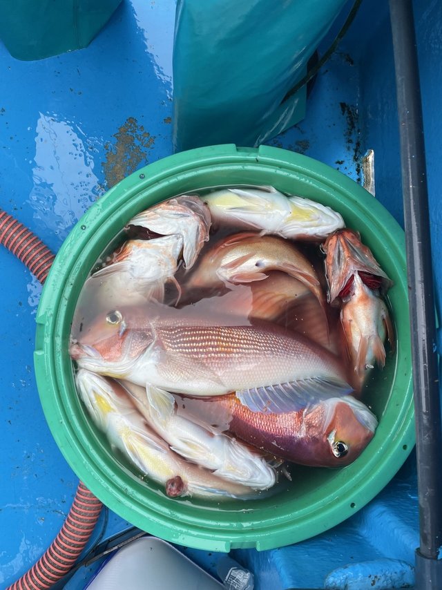 アマダイ(アカアマダイ)