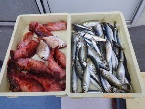 アジ(マアジ)・カサゴ