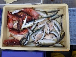 アジ(マアジ)・カサゴ