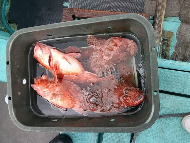 オニカサゴ・ウッカリカサゴ