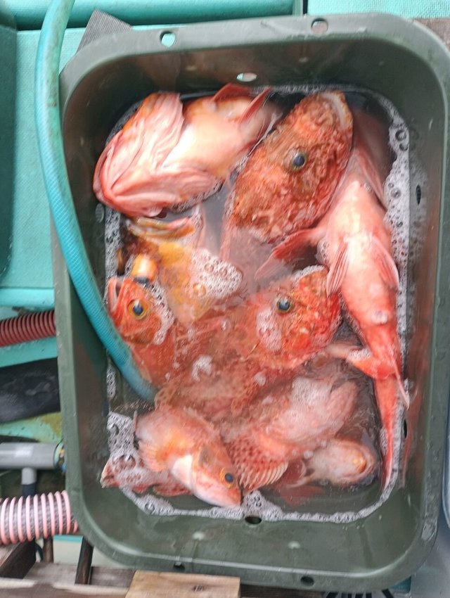 オニカサゴ・ウッカリカサゴ