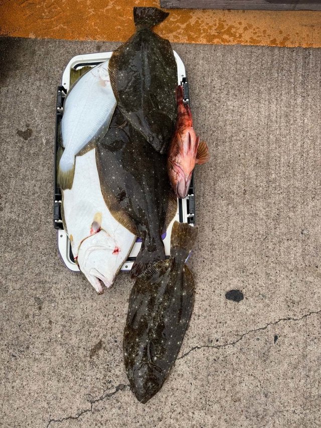 マハタ・カサゴ・ヒラメ