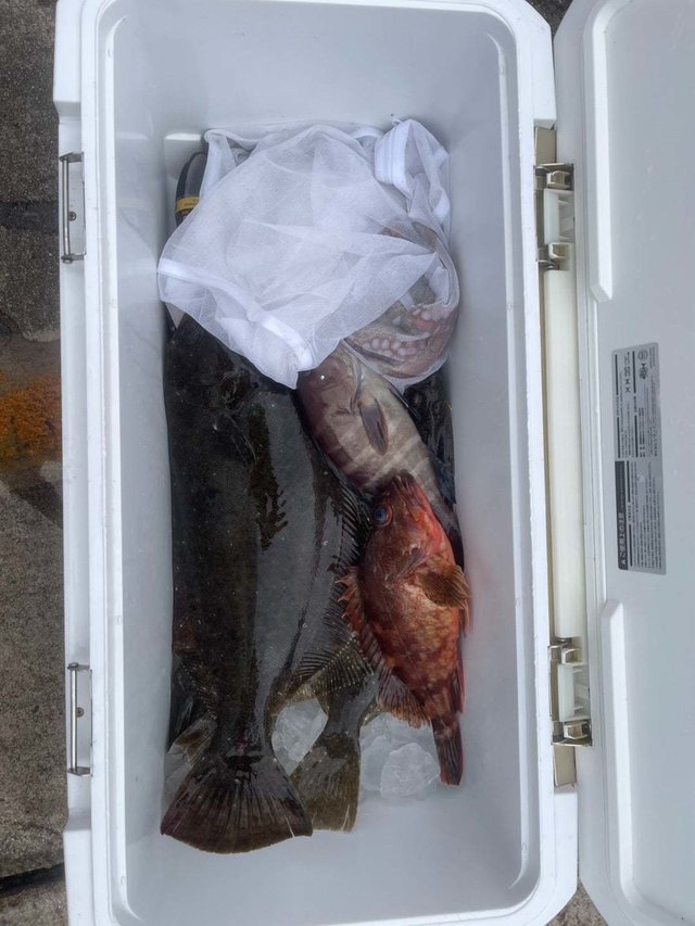 マハタ・カサゴ・ヒラメ・マダコ