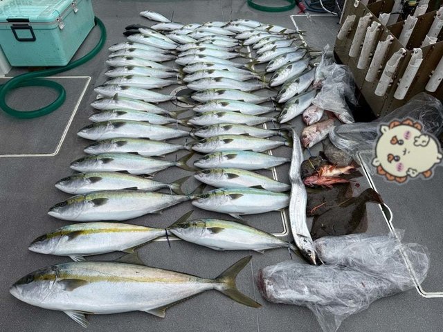 マダイ・ヒラマサ・タチ(タチウオ)・ヒラメ