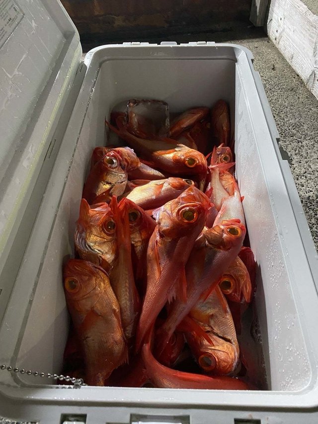 キンメ(キンメダイ)