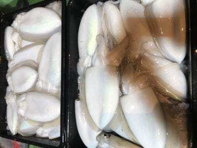 モンゴウイカ(カミナリイカ)