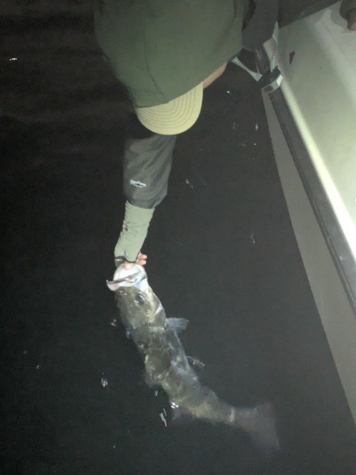 シーバス(スズキ)