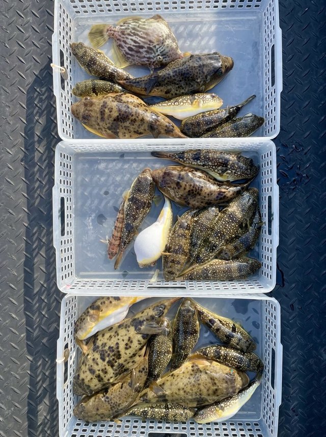 ヒガンフク(ヒガンフグ)