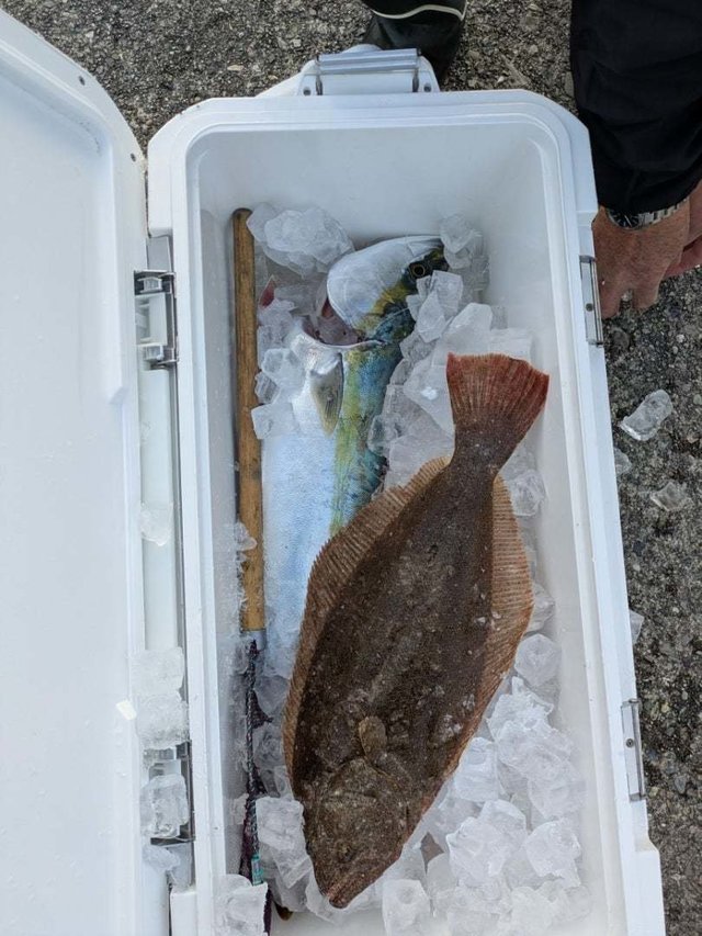 ワラサ(ブリ)・ヒラメ