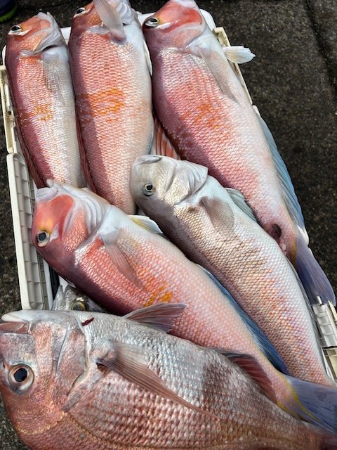 マダイ・アマダイ(アカアマダイ)