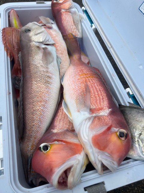 アマダイ(アカアマダイ)