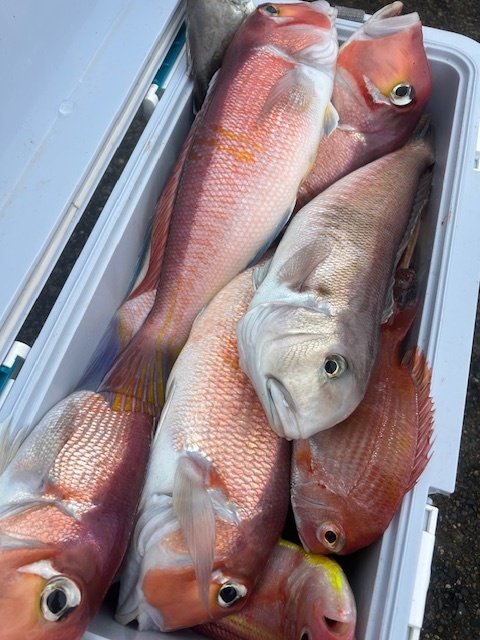 アマダイ(アカアマダイ)・シロアマダイ