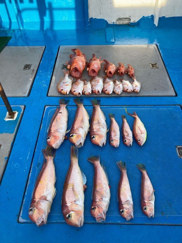 アマダイ(アカアマダイ)