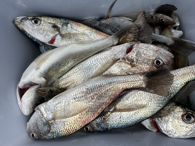 イシモチ(シログチ)