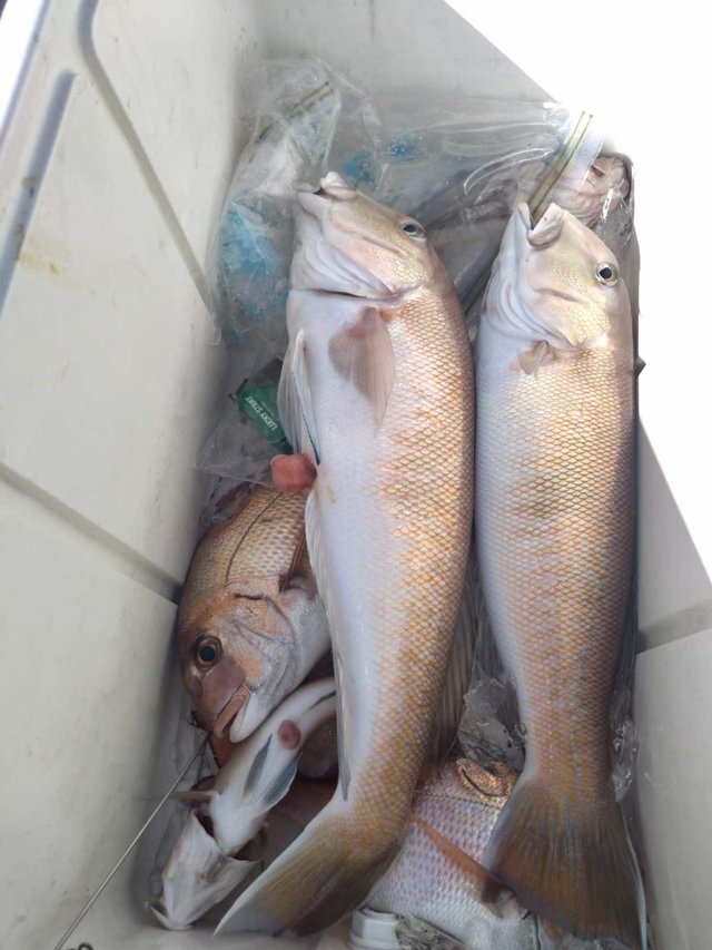 マダイ・シロアマダイ