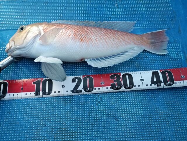 アマダイ(アカアマダイ)