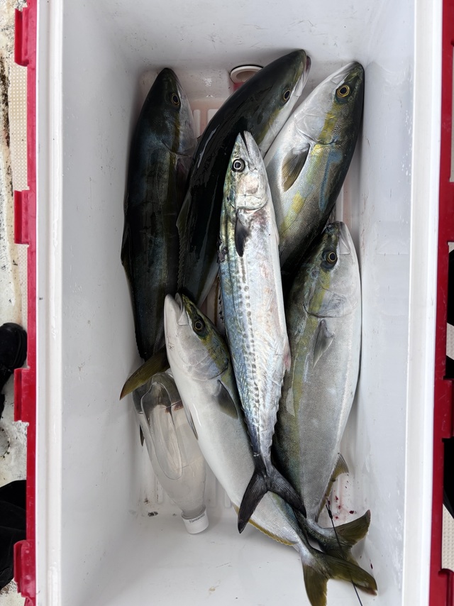 ハマチ(ブリ)・サゴシ(サワラ)