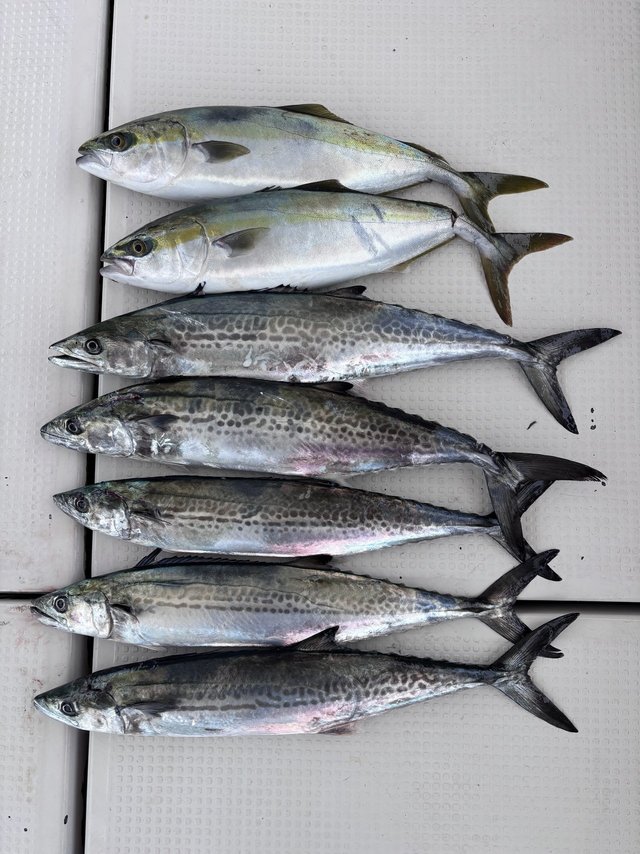 ハマチ(ブリ)・サゴシ(サワラ)