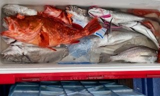 オニカサゴ・シロムツ(オオメハタ)