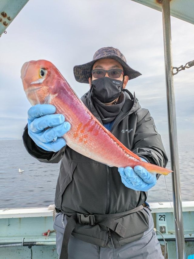 アマダイ(アカアマダイ)