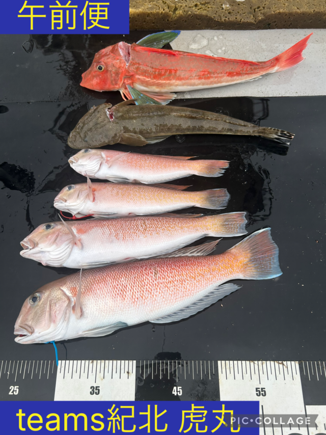 シロアマダイ・ホウボウ・マゴチ